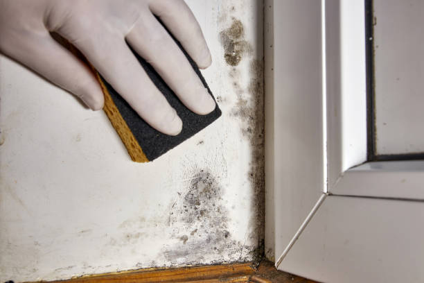 Best Black Mold Removal  in Cataula, GA